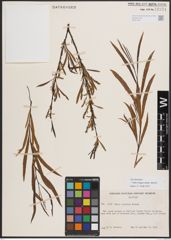 Foto von Salix exigua subsp. interior (Rowlee) Cronquist